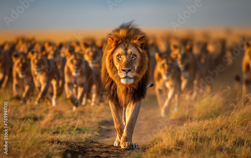 Embracing leadership: the regal journey of a majestic lion leading his pride
