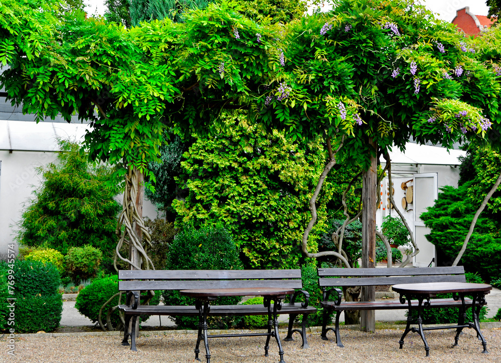brązowa ławka i stół ogrodowy, kącik wypoczynkowy w ogrodzie pod kwinącymi glicyniami, Wisteria, relaxation corner in the garden, place for relaxation under the shade of purple wisteria with flowers