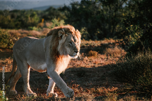 Lion walking 