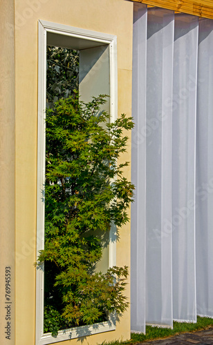 klon palmowy w oknie  dekoracja ogrodowa  aran  acja ozdobna z klonem palmowym  Acer palmatum  Japanese maple in the window in the garden  frame  window and beautiful Maple tree  