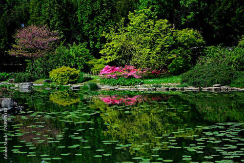 Fototapeta Naklejka Na Ścianę i Meble -  ogród japoński kwitnące różaneczniki i azalie, ogród japoński nad wodą, japanese garden blooming rhododendrons and azaleas, Rhododendron	