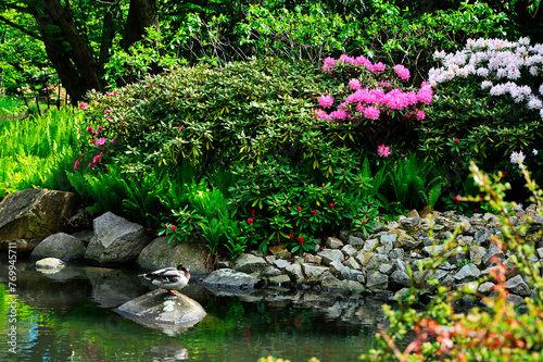 ogród japoński kwitnące różaneczniki i azalie, ogród japoński nad wodą, japanese garden blooming rhododendrons and azaleas, Rhododendron,  japanese garden, designer garden © kateej
