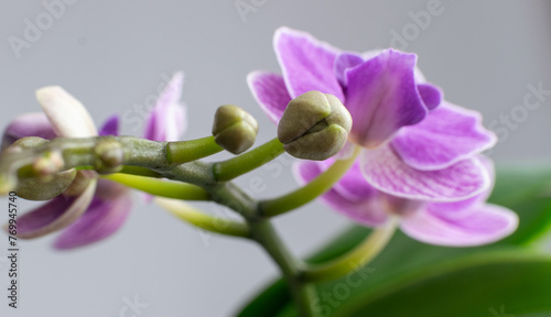 Beautiful purple orchid flower in pot. Close-up. © Iwona