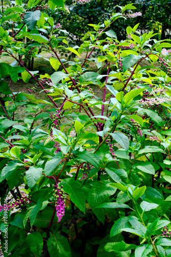 zielone owoce szkarłatki na różowym pędzie, Szkarłatka amerykańska (Phytolacca americana)	