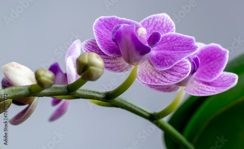 Beautiful purple orchid flower in pot. Close-up. © Iwona