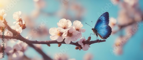 Beautiful blue yellow butterfly in flight and branch of flowering apricot tree in spring at Sunrise © Adi