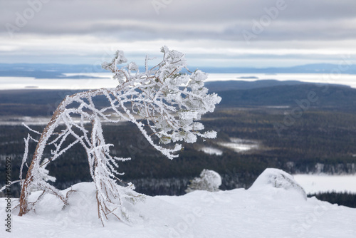Landscape with a snow-covered tree on a cloudy winter day. Karelia. Russia