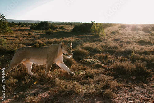 Lioness walking in Africa