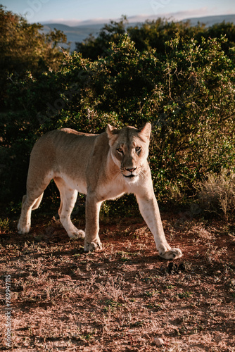 Lioness walking