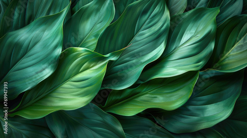 leaves of Spathiphyllum cannifolium, abstract green texture, nature background.