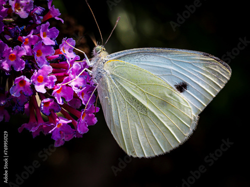 Butterfly feeding on a purple butterfly (Pieris brassicae).