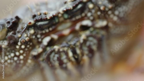 Sea crab moves its claws at the mouth, extreme macro.