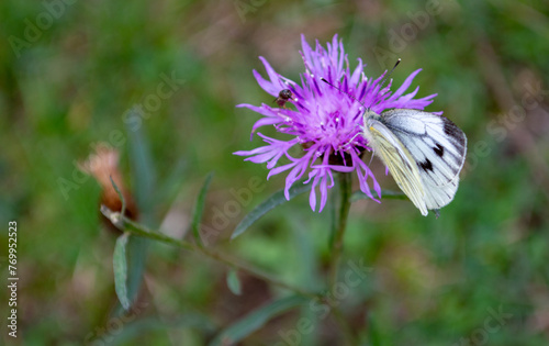 Fiore con insetti photo