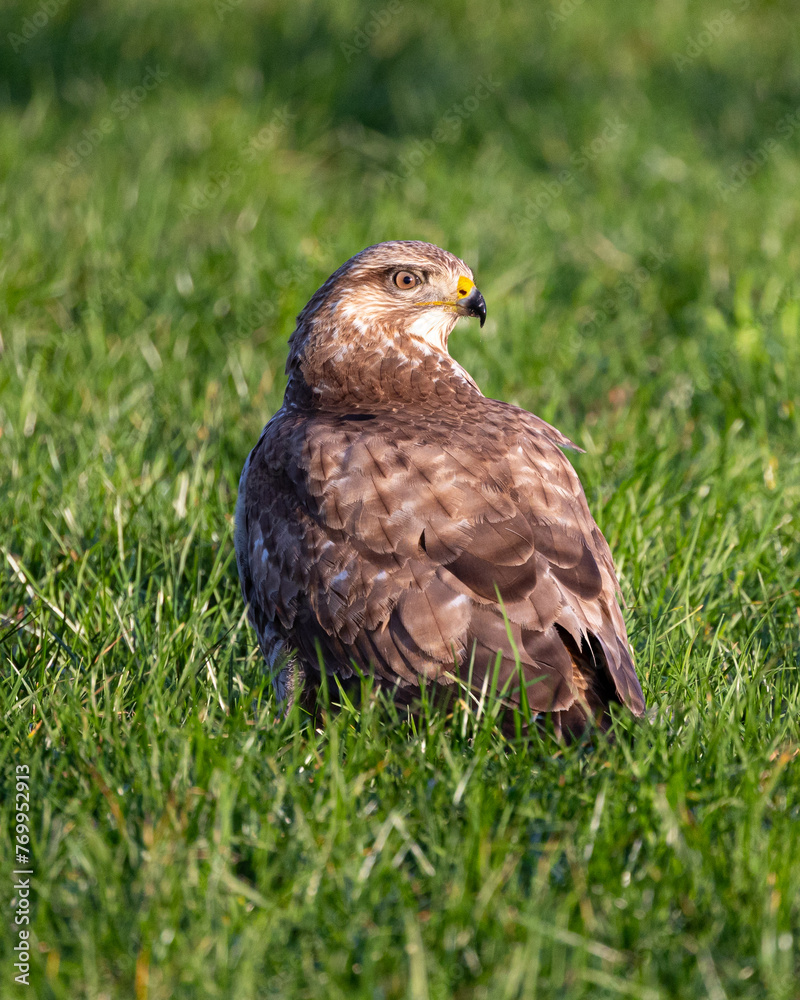 Common buzzard sitting on the grass at the ground Common buzzard sitting on the grass at the ground