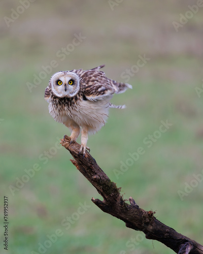 Velduil; Short-eared Owl; Asio flammeus shaking his feathers
