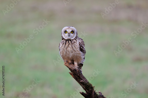 Short eared owl sitting on a branch