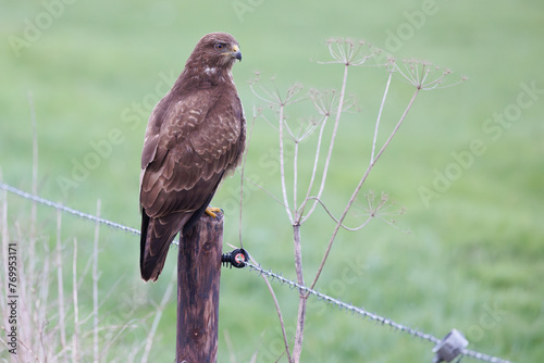 Common buzzard among farm landscape sitting on a pole
