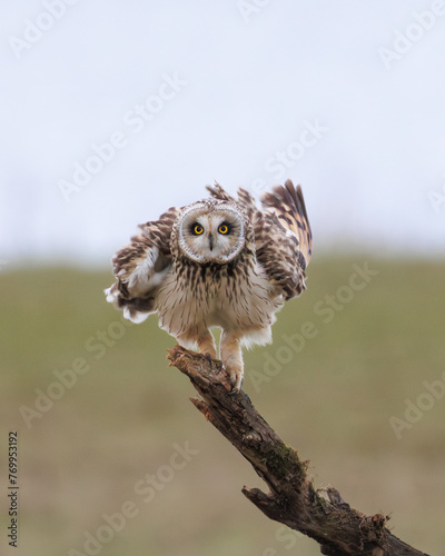 Short eared Owl shakes its feathers in the wind