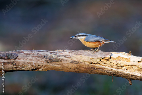 Eurasian nuthatch eating sunflower seats, perched on branch