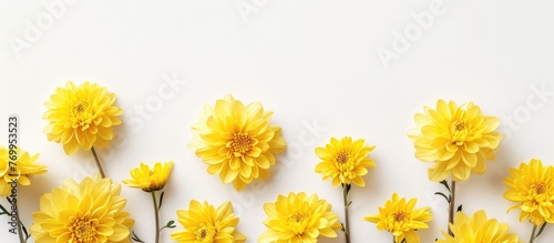 Chrysanthemum flowers arranged in a composition with yellow blossoms against a white backdrop. Displayed from a top view in a flat lay style with copy space, creating a floral background.