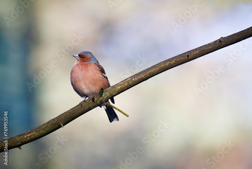 Common chaffinch perched on a branch