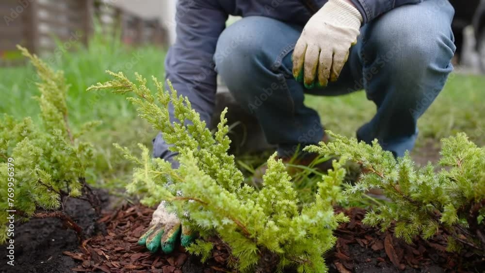 Gardener mulching with pine bark juniper plants in the yard. Seasonal works in the garden. Landscape design. Landscaping. Ornamental shrub juniper. Gardener mulching with pine bark juniper plants in the yard. Seasonal works in the garden. Landscape design. Landscaping. Ornamental shrub juniper.