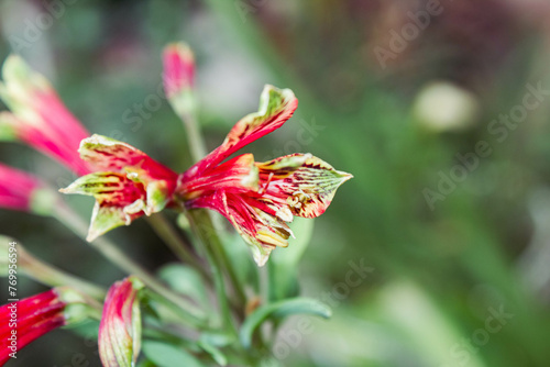 flower in the garden