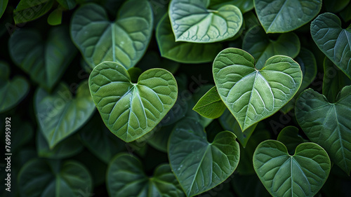 Detailed image of heart-shaped leaves in a lush green plant  ready for your love note.