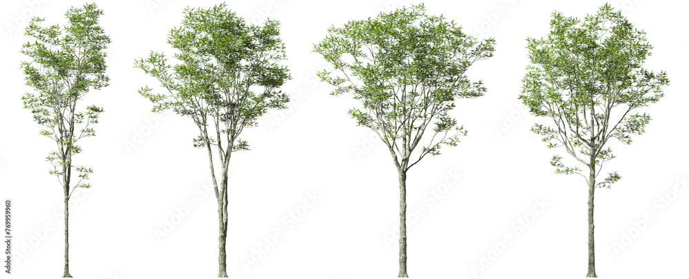 Growth tropics serene trees form isolate on transparent backgrounds 3d illustrations png - obrazy, fototapety, plakaty 