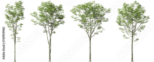 Growth tropics serene trees form isolate on transparent backgrounds 3d illustrations png