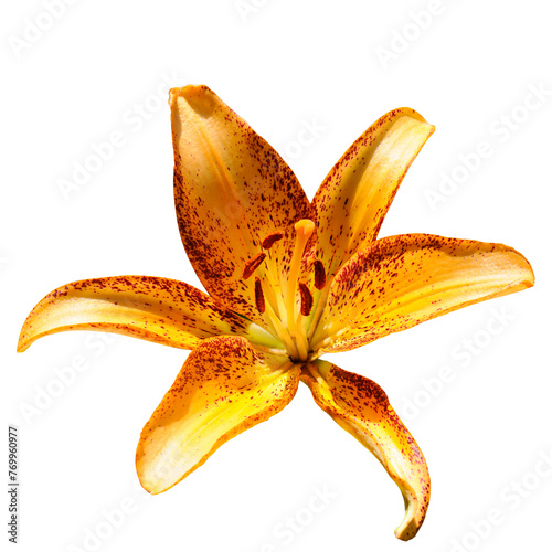 Lily flower isolated on white . © alinamd