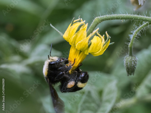 Yellow face bumble bee, Bombus vosnesenskii, Foraging on Tomato Plant