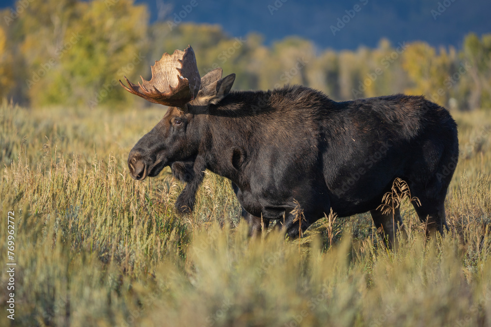 Bull Moose in Grand Teton National Park