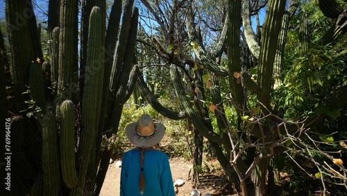 Mature woman wearing straw hat walking through desert oasis among giant elephant cactus, in Baja California Sur, near Triunfo Mexico. photo