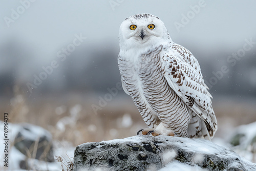 white snowy owl in snow in winter field in nature photo