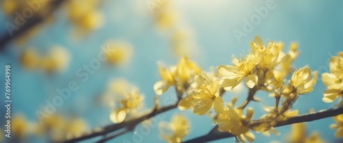 Spring background with yellow bloom blossoming under the blue sky
