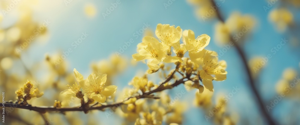 Spring background with yellow bloom blossoming under the blue sky Spring background with yellow bloom blossoming under the blue sky
