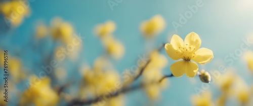 Spring background with yellow bloom blossoming under the blue sky