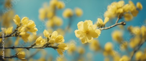 Spring background with yellow bloom blossoming under the blue sky © Adi
