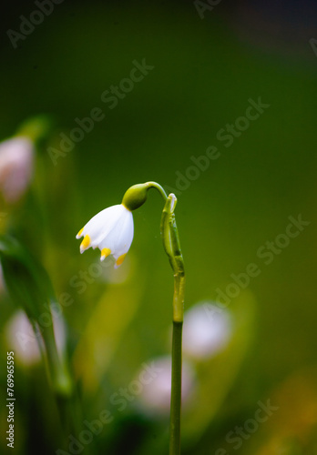 Snowdrops with blurred background, spring flowers.