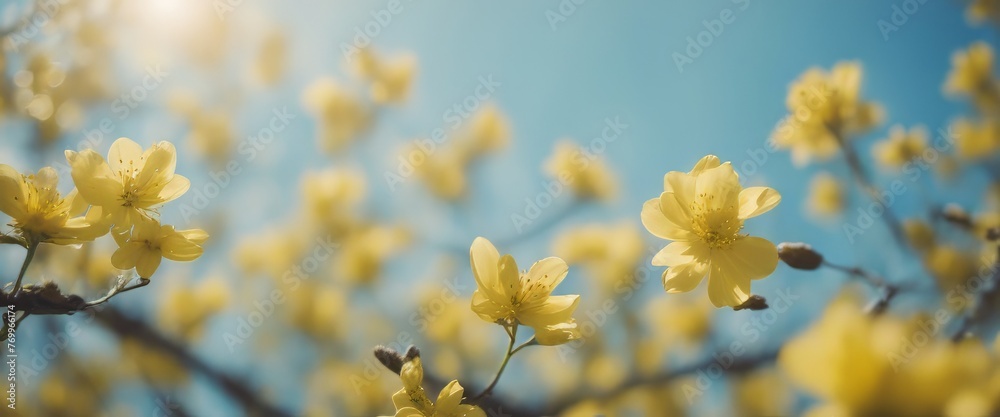 Spring background with yellow bloom blossoming under the blue sky