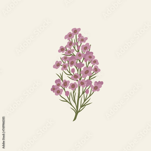 Flat vector waxflower branch illustration