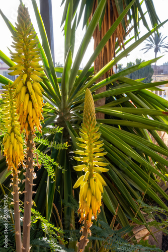 Aloe vera plantation, cultivation of healthy plants for medicine, cosmetics, skin care, decoration, Fuerteventura, Canary Islands, Spain