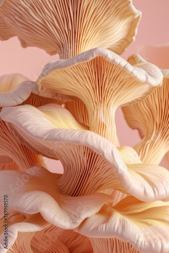 Light beige mushrooms in a pink background. Close up. Pastel colors. Organic and natural banner. Soft texture.