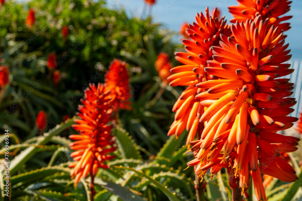 Aloe vera plantation, cultivation of aloe vera, healthy plant used for medicine, cosmetics, skin care, decoration Aloe vera plantation, cultivation of aloe vera, healthy plant used for medicine, cosmetics, skin care, decoration