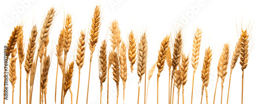 Side view of a field of dry mature autumn spikelets of wheat isolated on transparent or white background