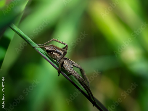 Jumping spider in nature or in the garden on green grass background.