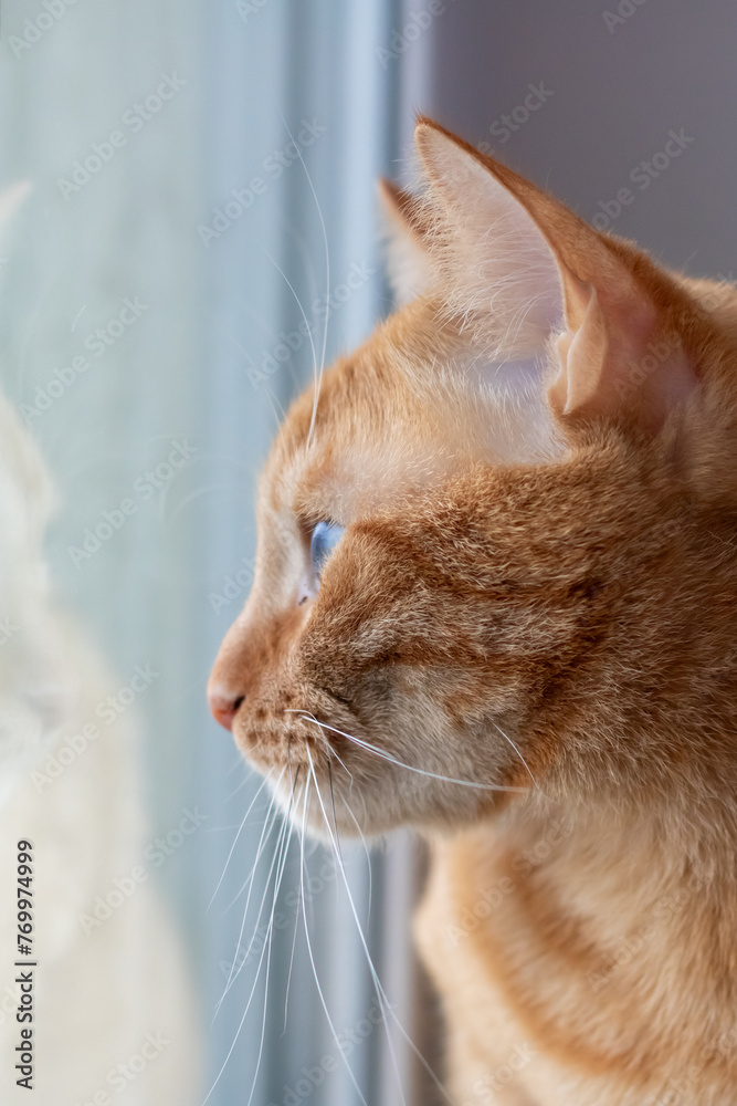Fototapeta premium Close-up of a Cat Looking Out a Window