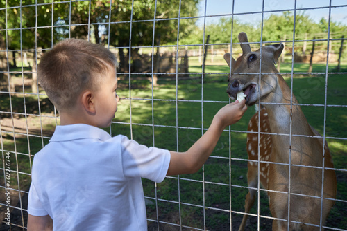 A child at the zoo feeds the animals through the fence