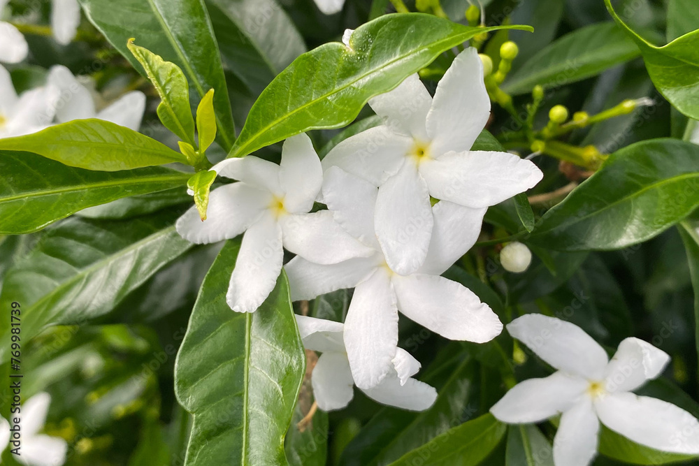 Obraz premium Gardenia jasminoides